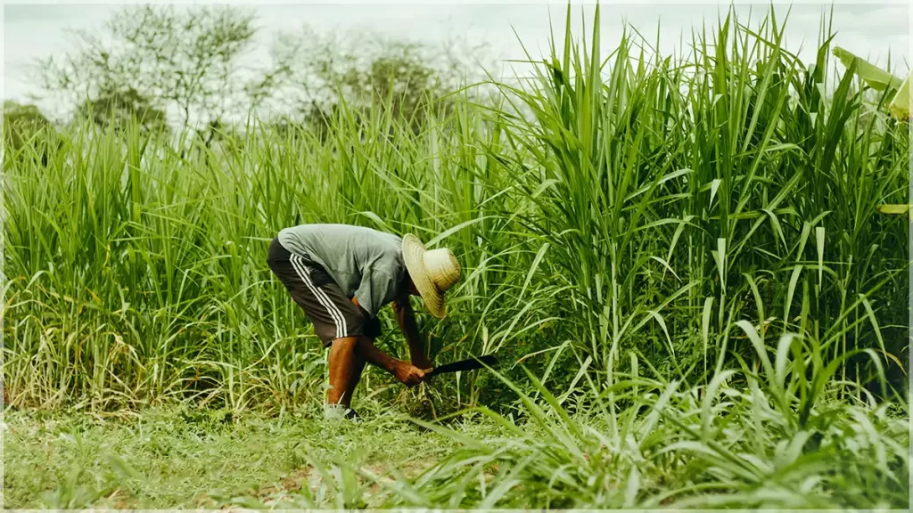 India’s Future Without Petrol By 2027: Exploring The Efficient Alternatives