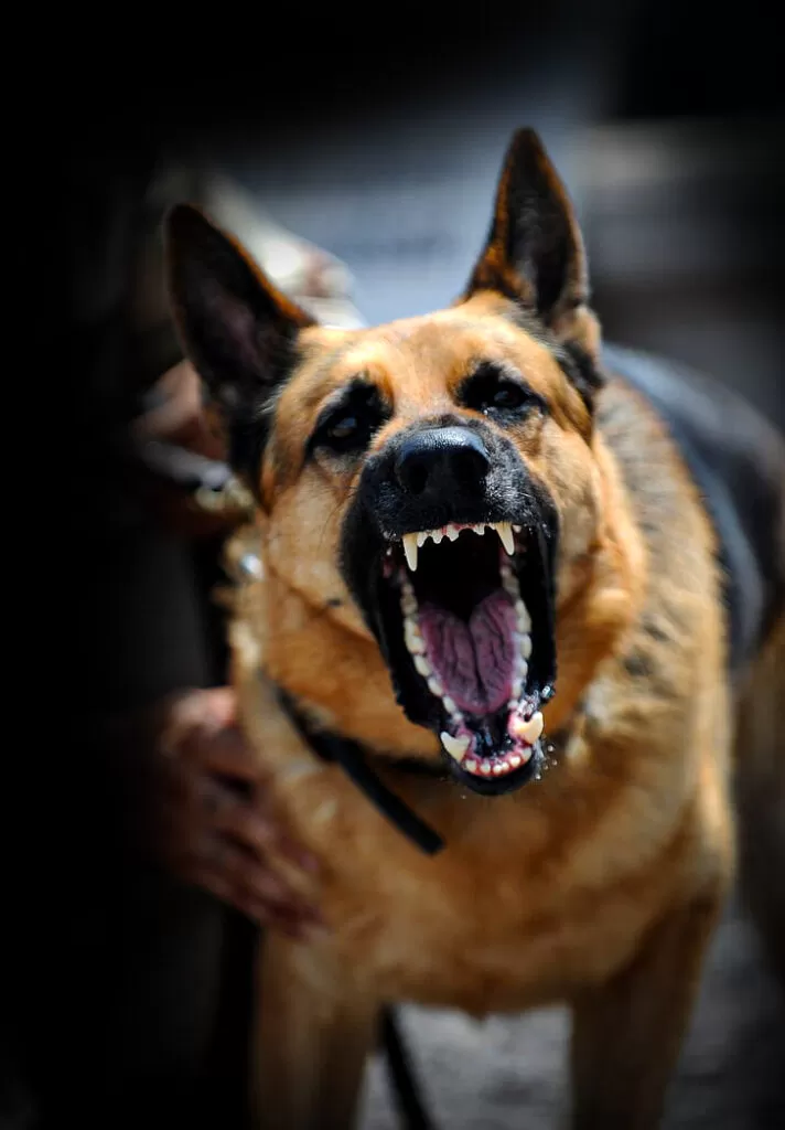 Stray Dog