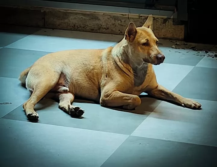Stray Dog